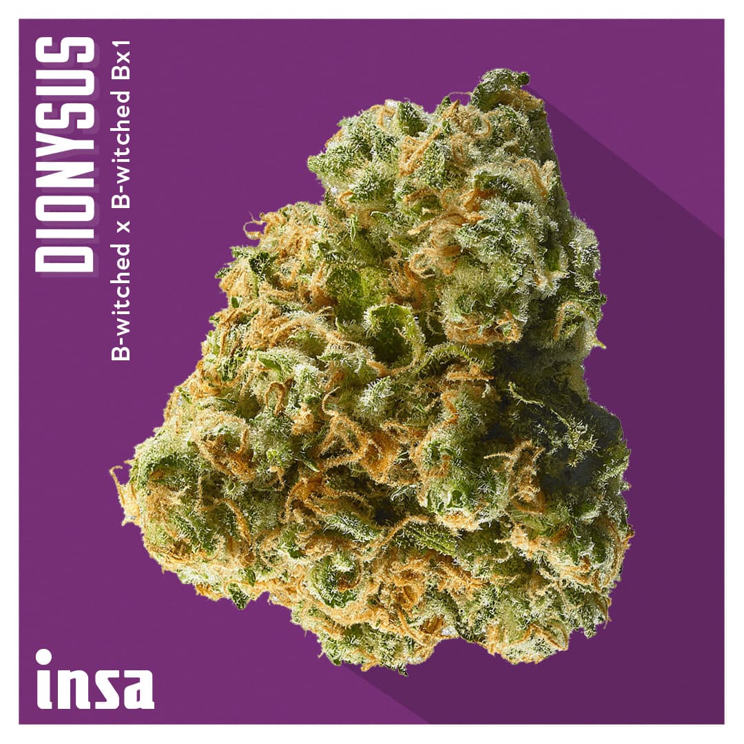 Insa Premium Flower - Dionysus