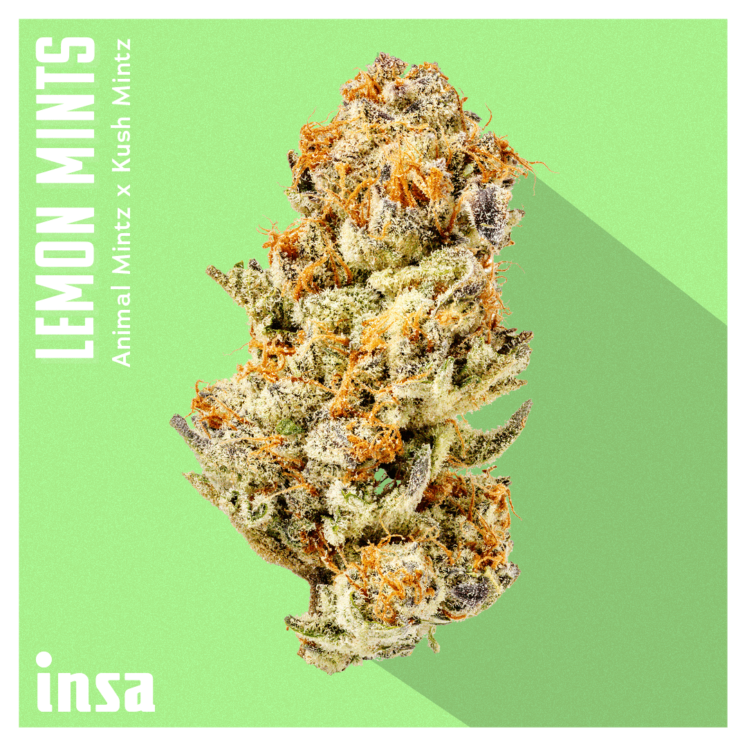 Insa Premium Flower - Lemon Mints