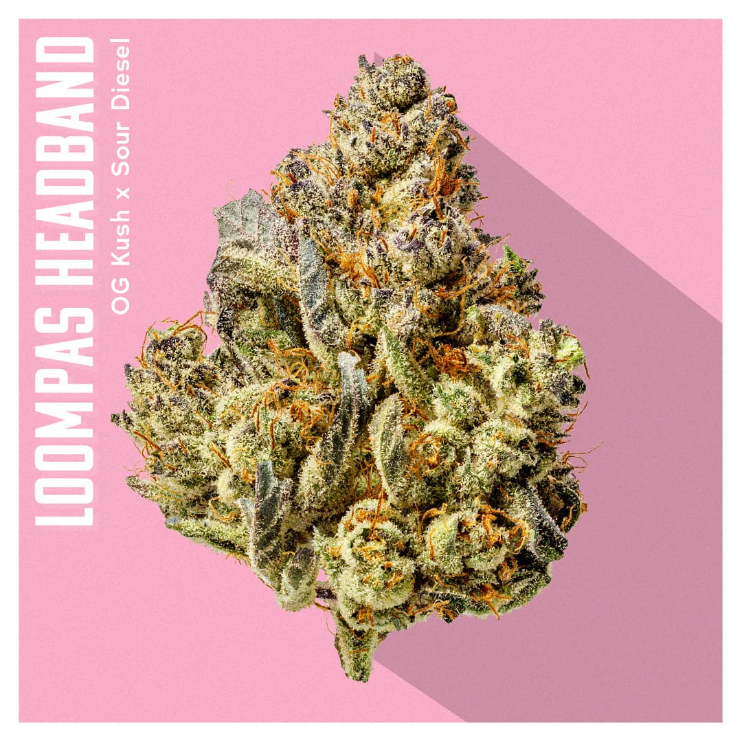 Insa Premium Flower - Loompas Headband