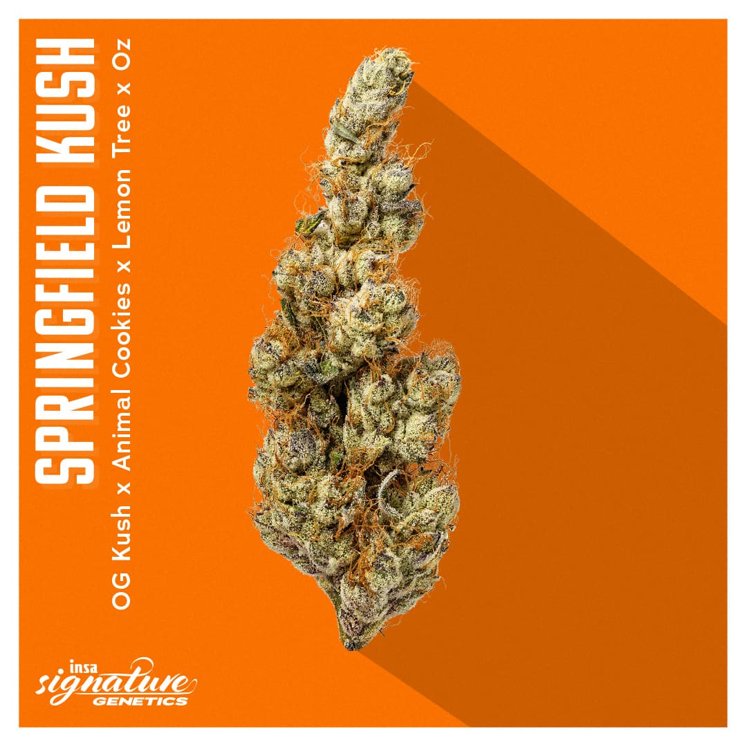 Insa Premium Flower - Springfield Kush