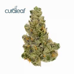 Curaleaf Pre-rolls