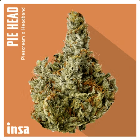 Insa