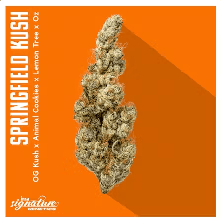 Insa Springfield Kush