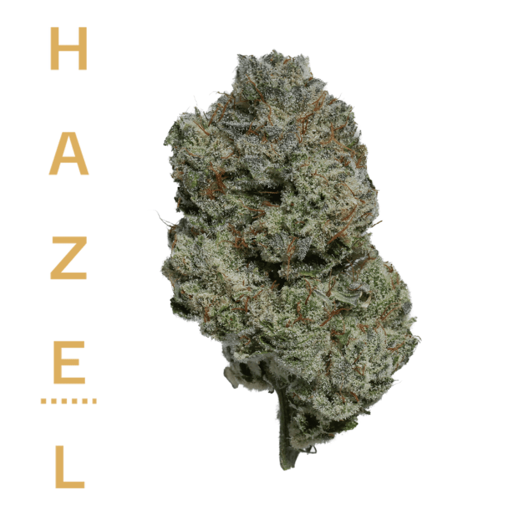 Hazel