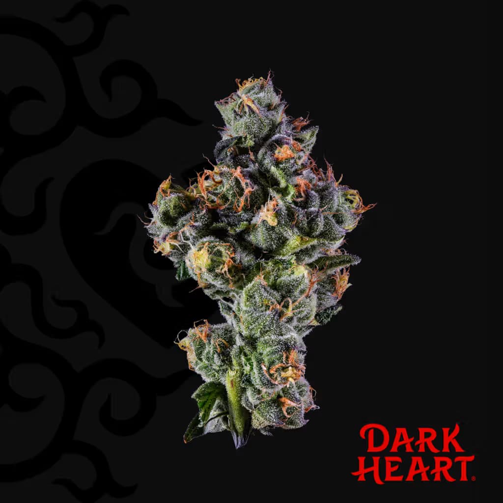 Dark Heart Sugar Kushions