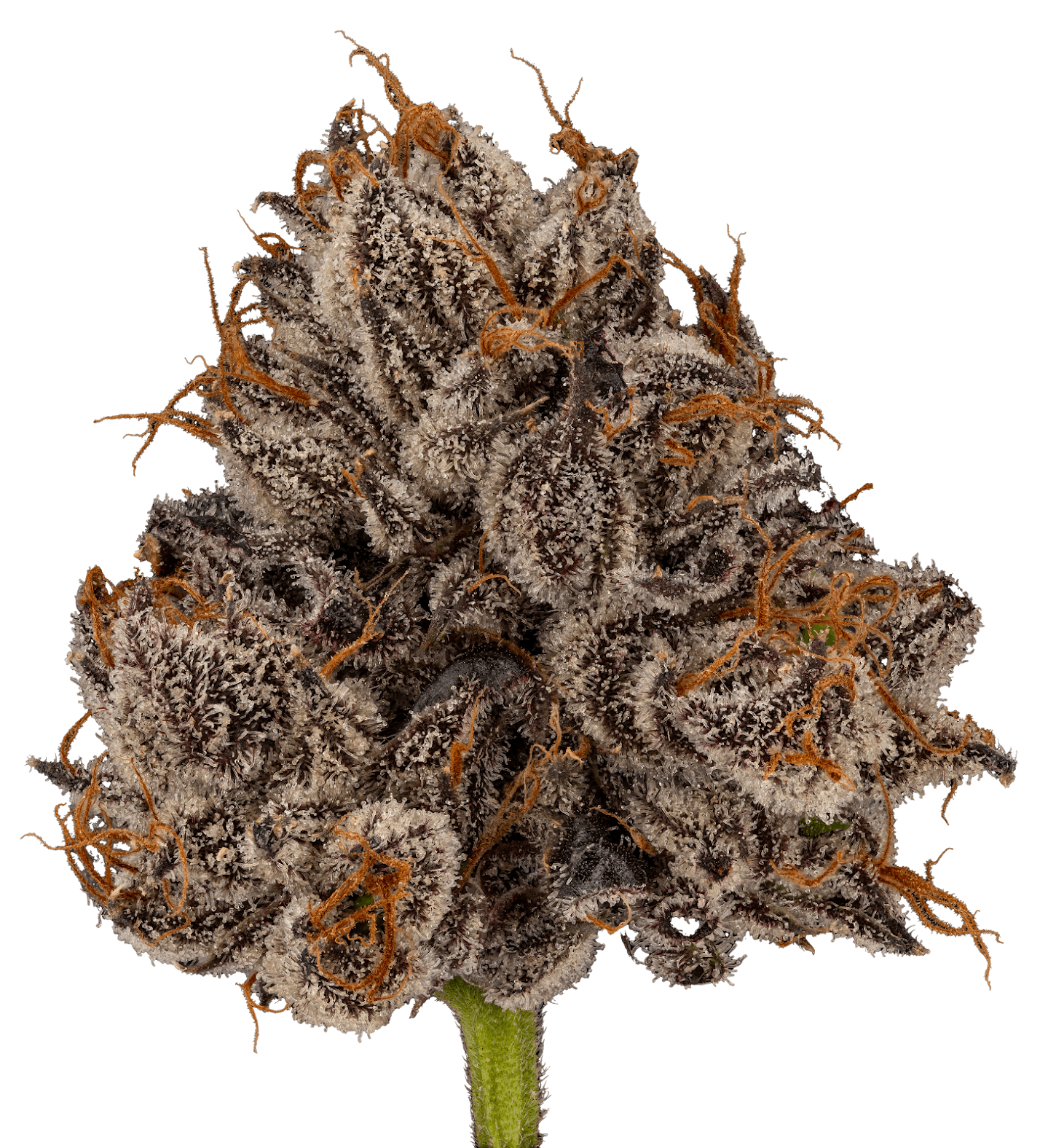 Aura Blue Zushi  | 3.5g