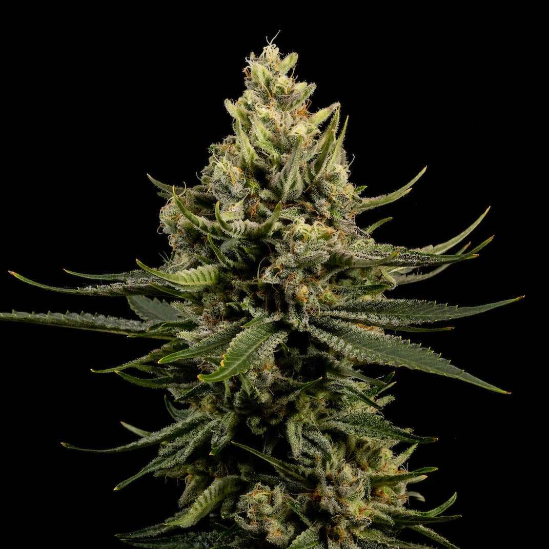 Good Chemistry Apex | 3.5g