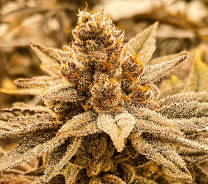 The Heirloom Collective Orange Kush Cake R1 Flower | 3.5g - The Heirloom Collective