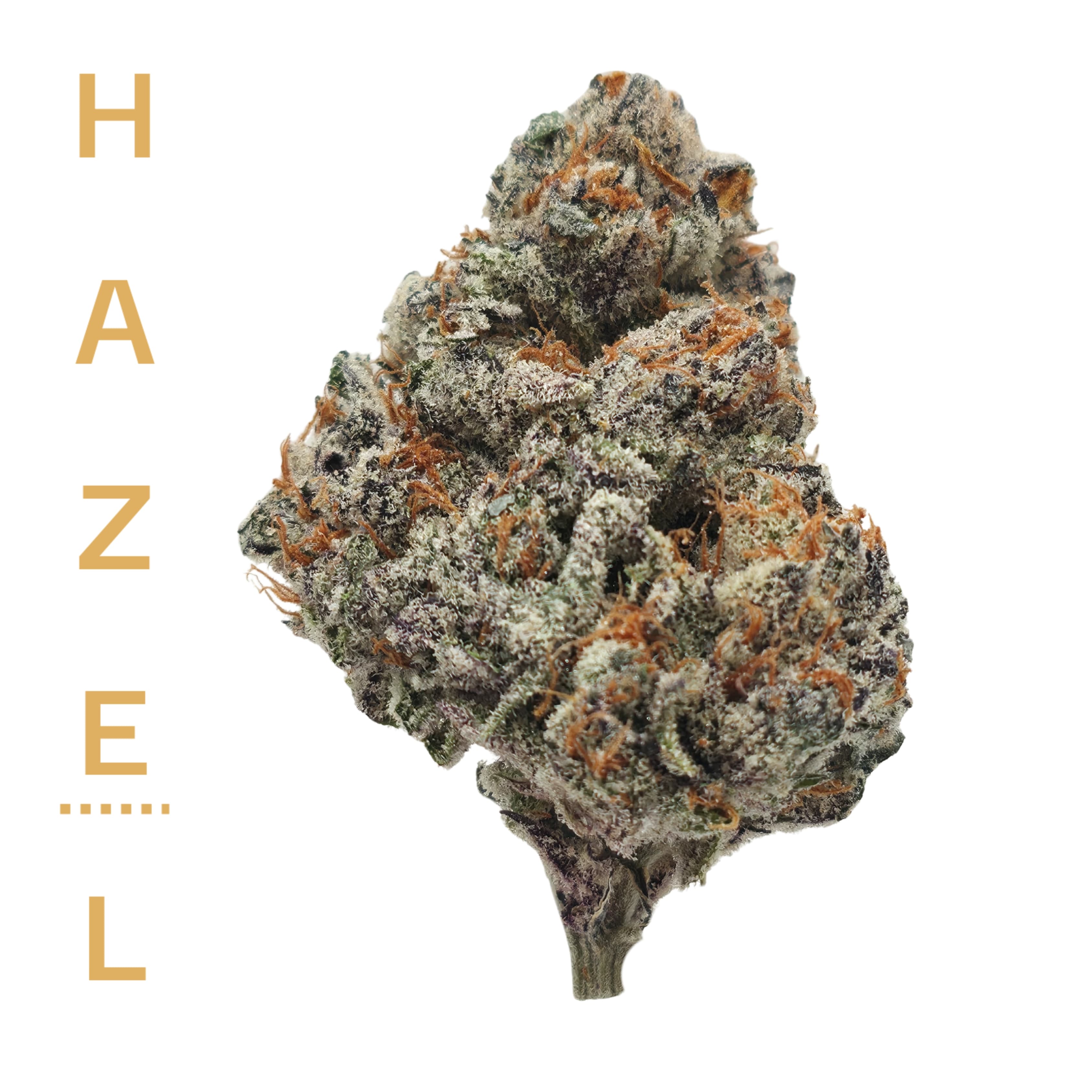 Hazel Hazel Jammerz 3.5g