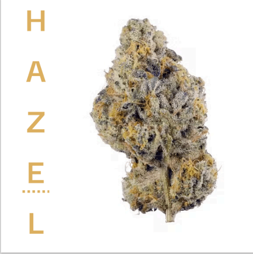 Hazel