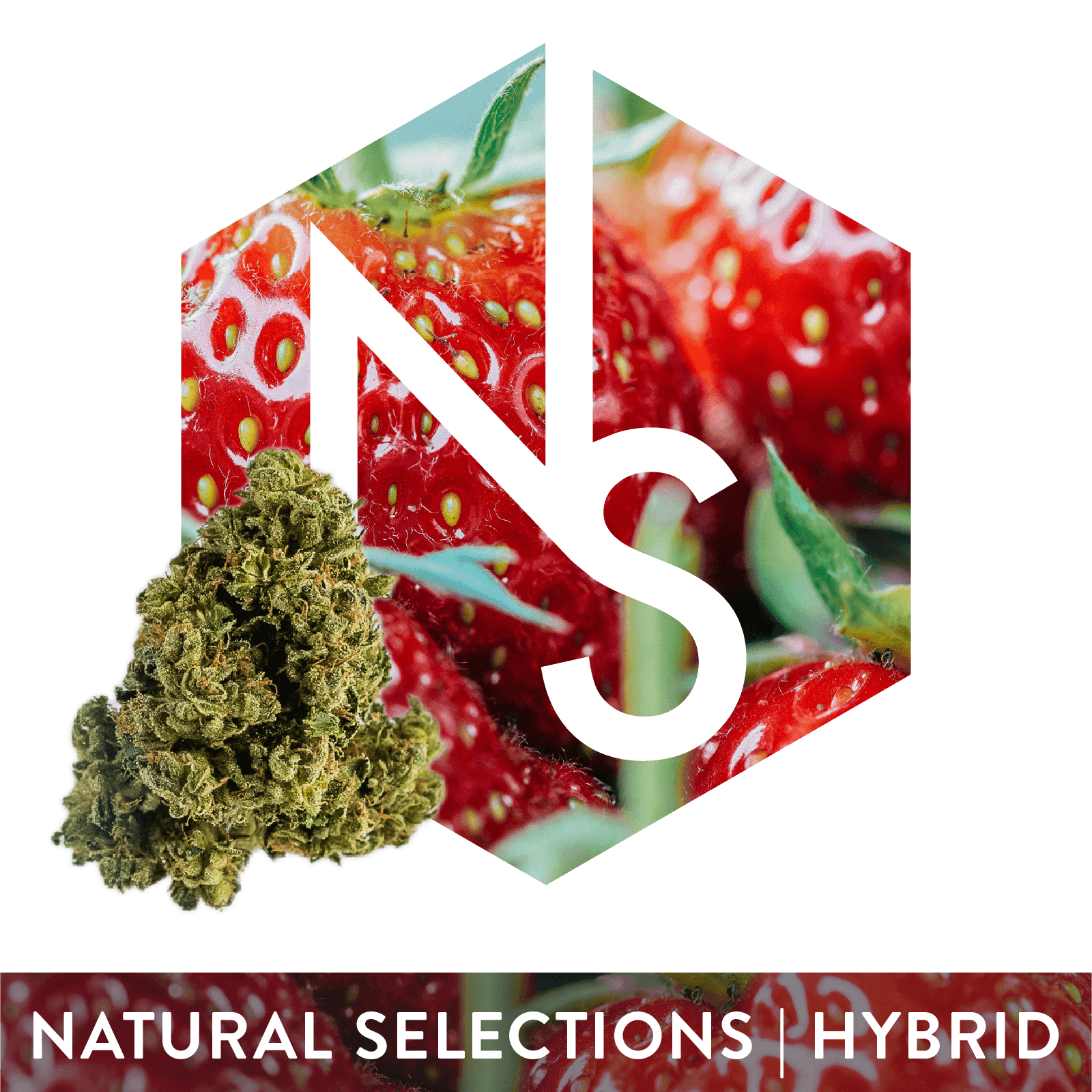 Natural Selections Flower