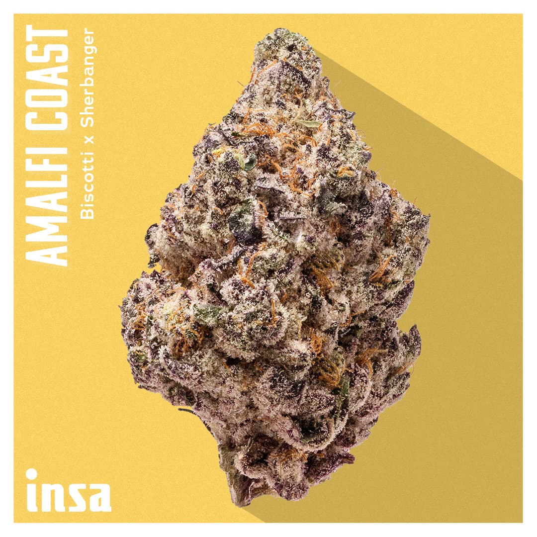 Insa