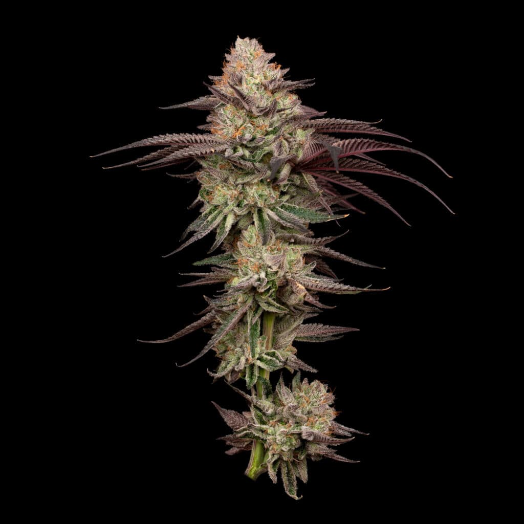 Cookies 3.5g | Pruno | Cookies