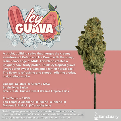 Sanctuary Medicinals Icy Guava | Flower | 3.5g