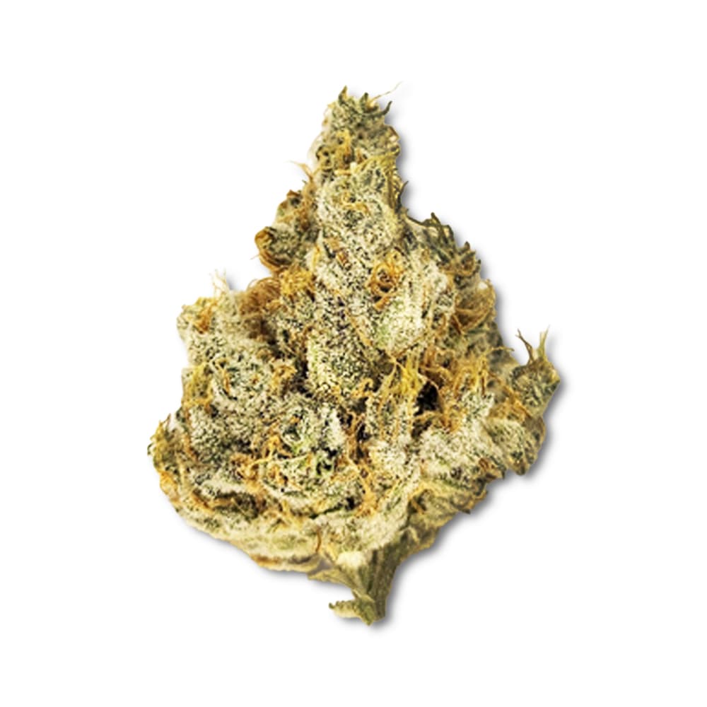 Theory Wellness Black Raspberry