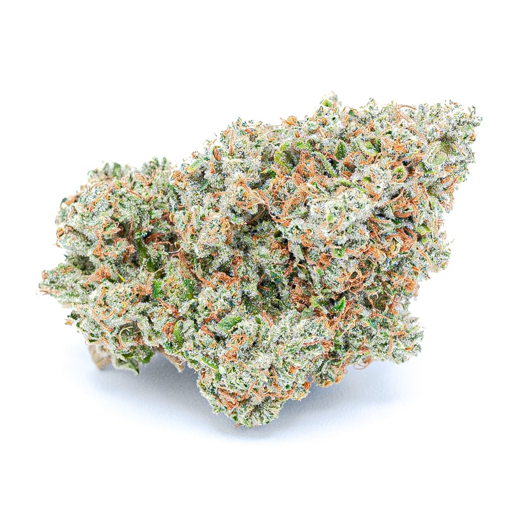 THEORYb Old Dirty Biker