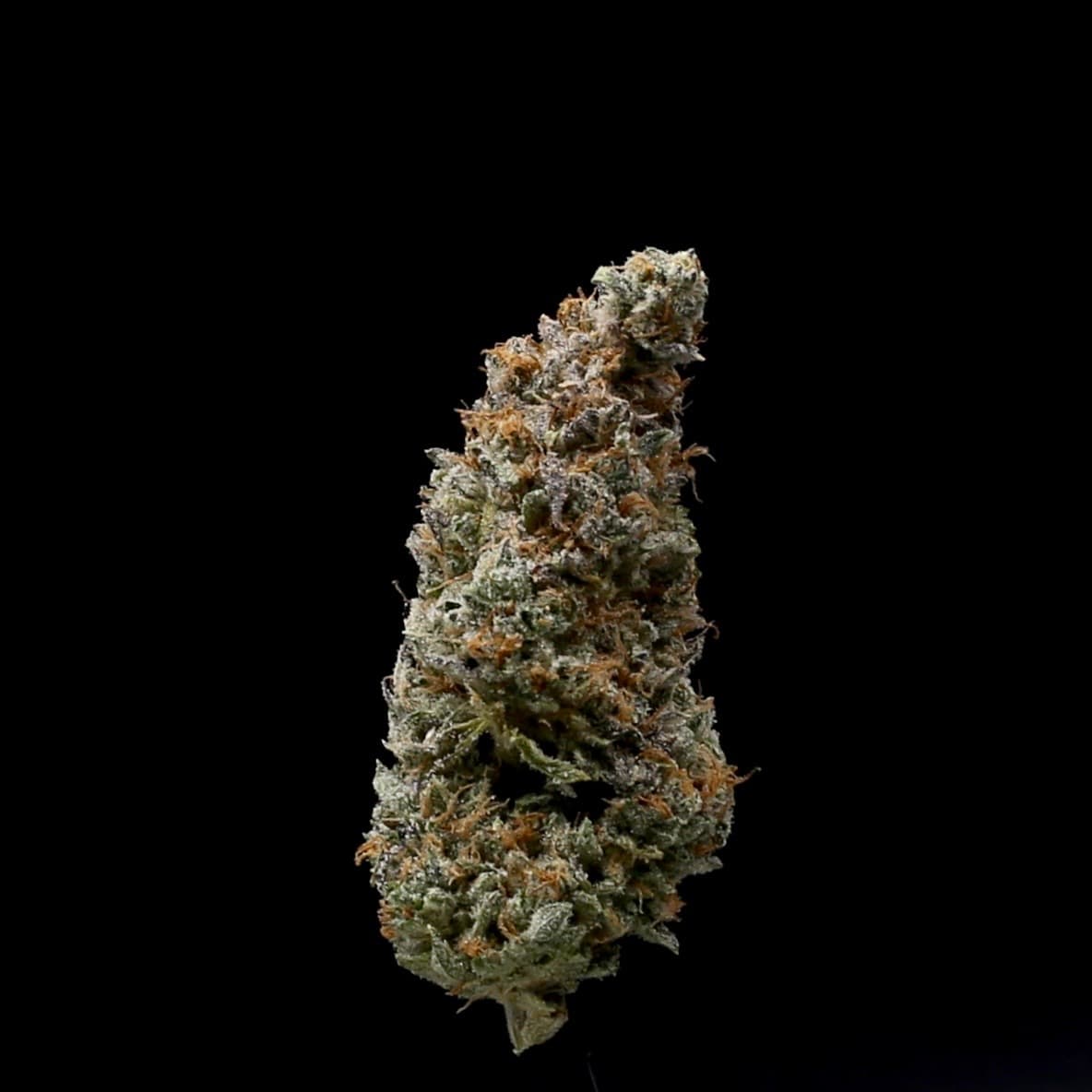 Stoner & Co Duchess of York | Flower | I | [3.5g]