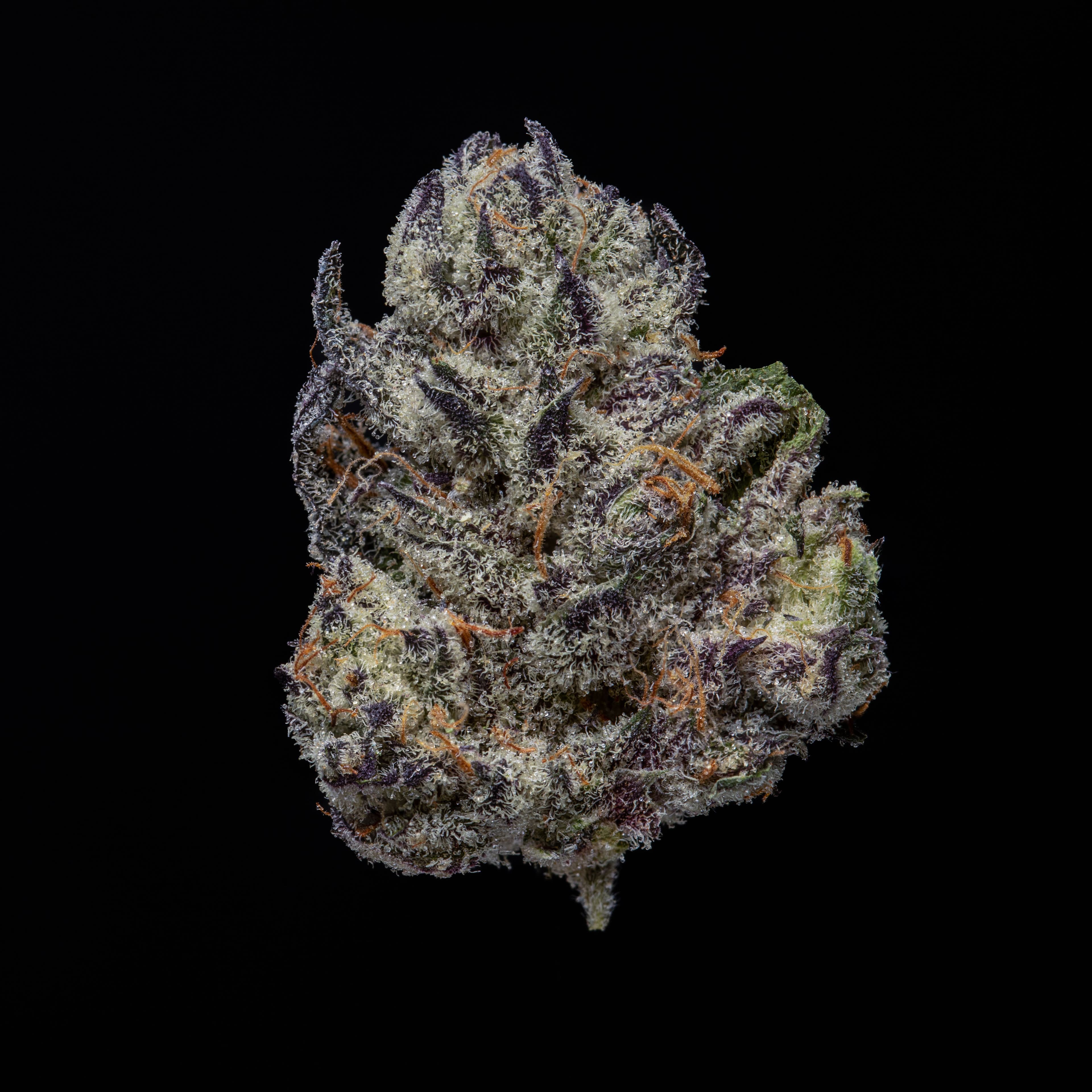 Jar Co. White Truffle