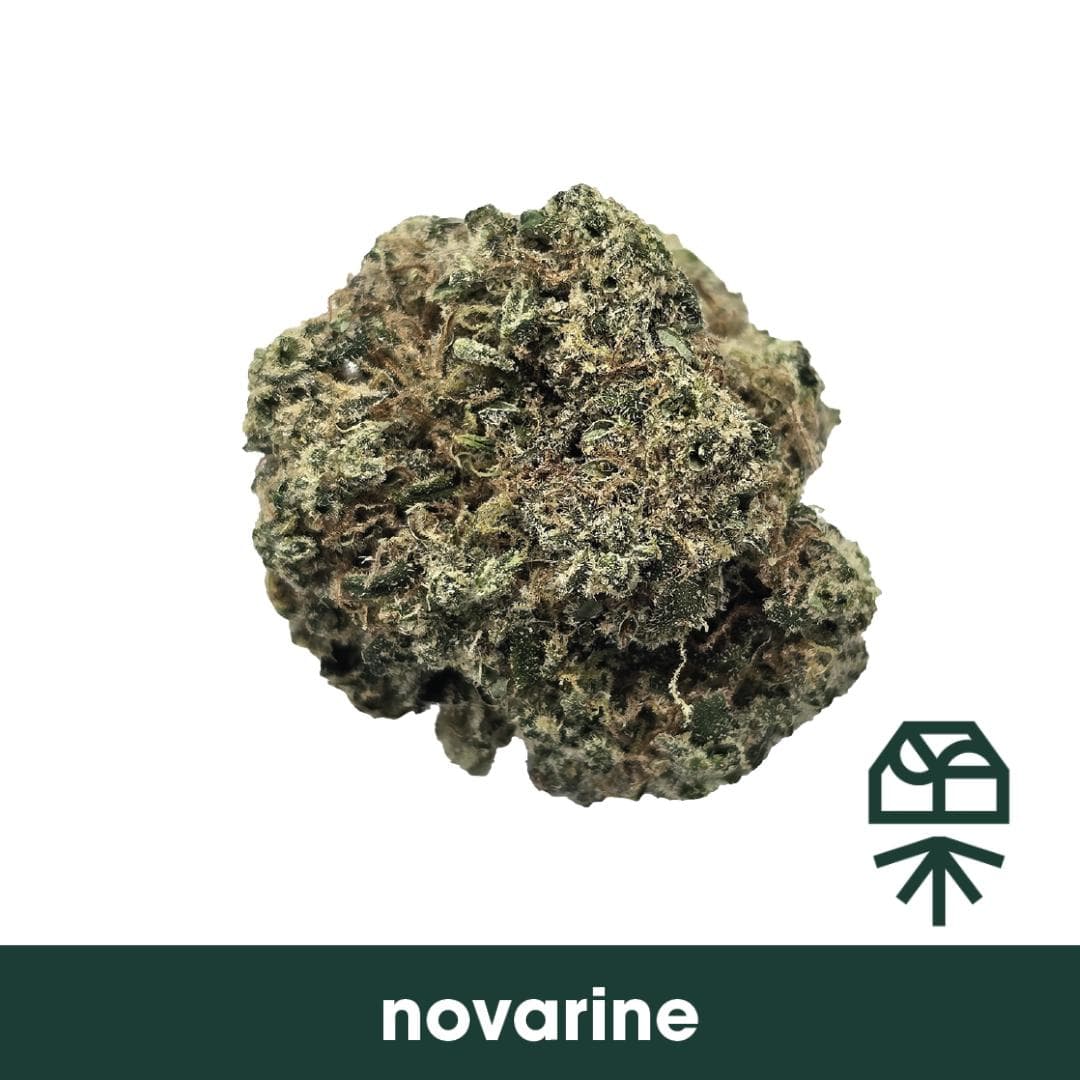 Grassroots Novarine
