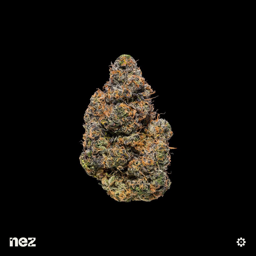 NEZ Black Maple #22