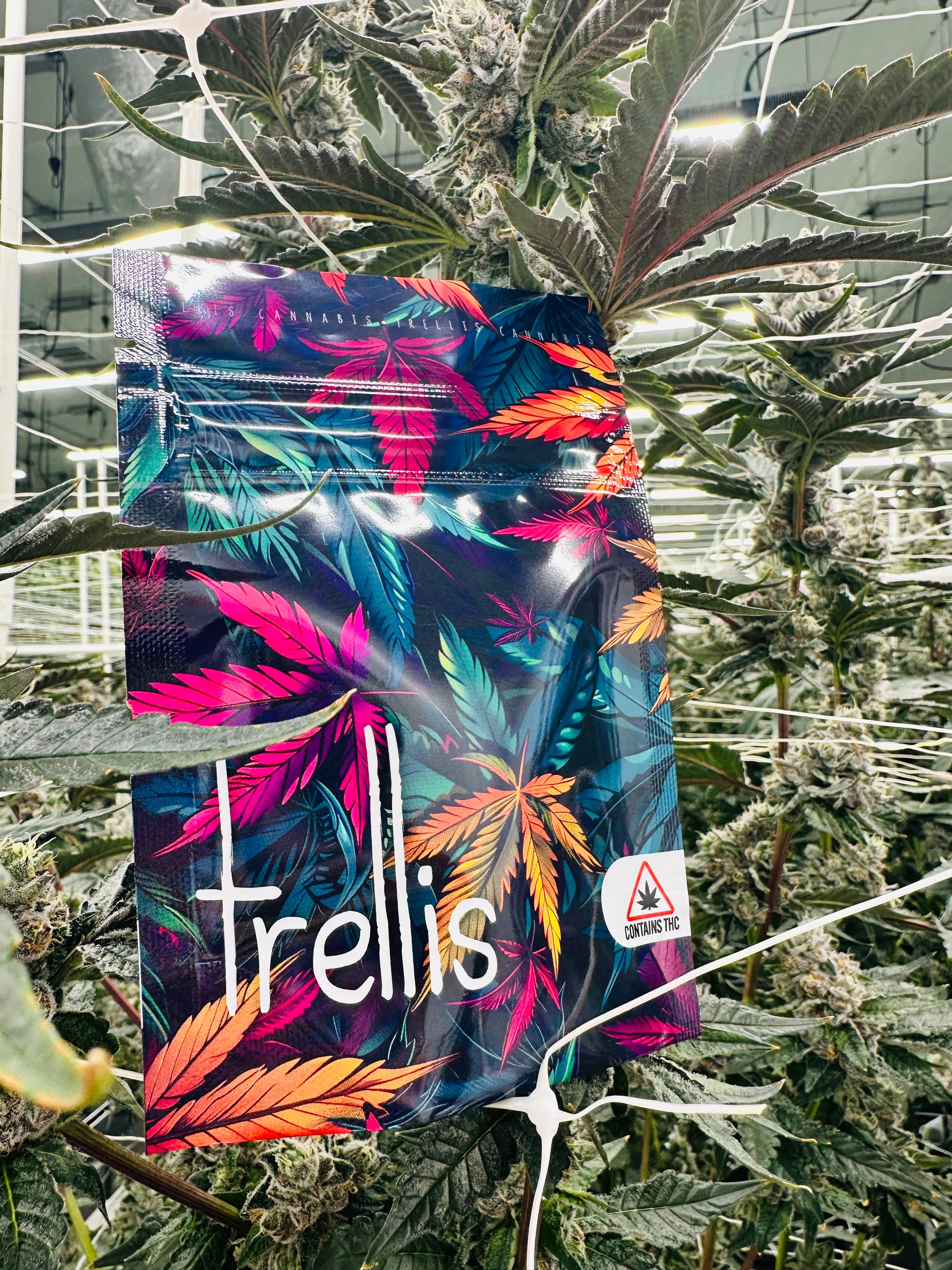 Trellis OG Kush 3.5g