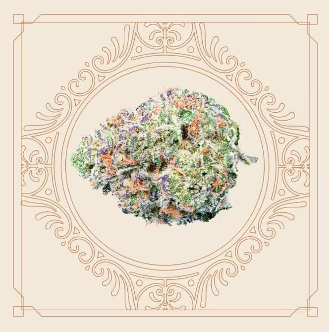 Elevate Platinum Lemon Cherry Gelato Flower