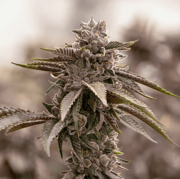 Sol Canna SOL CANNA Humboldt's Most Wanted 1/4