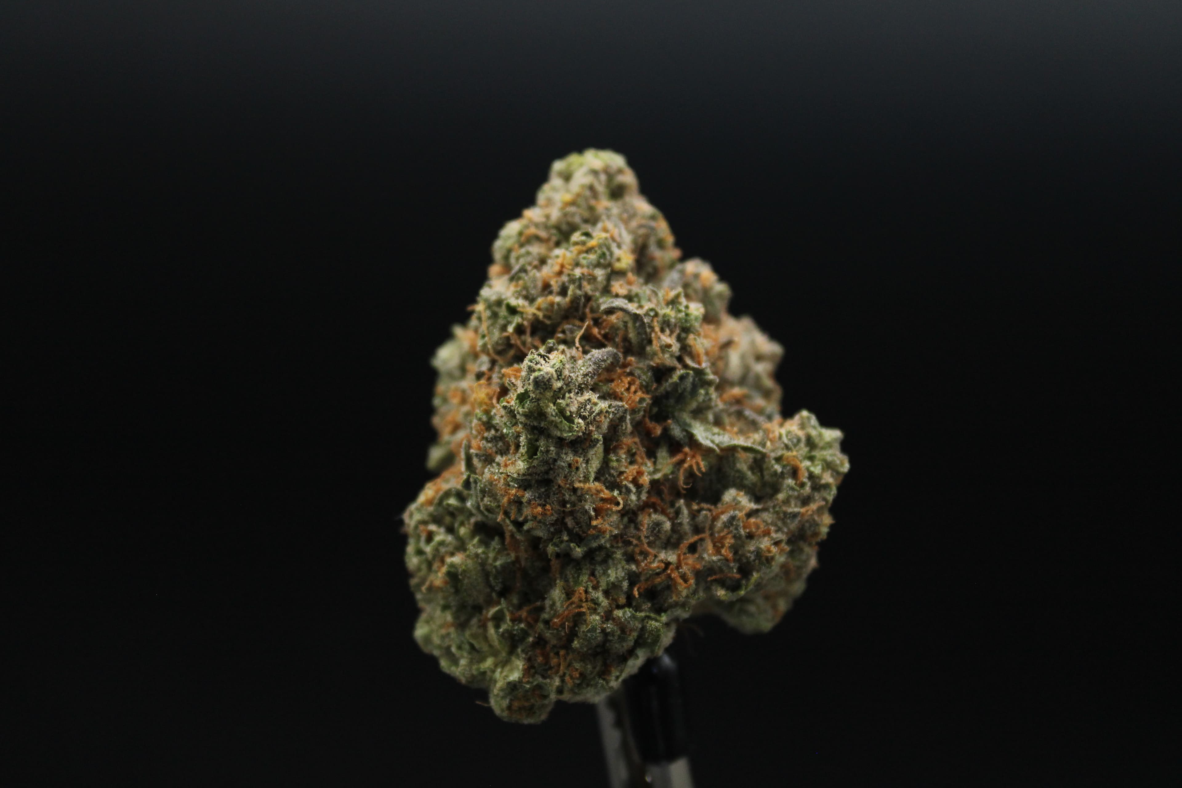 Shaka Shaka Street Tarts Buds