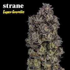 Strane Bulk Flower | Super Gremlin