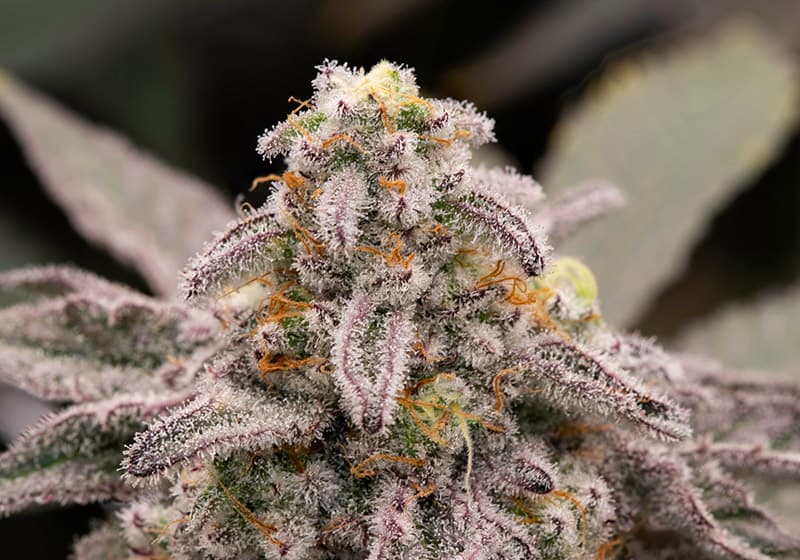 CHERRY Lemonchello