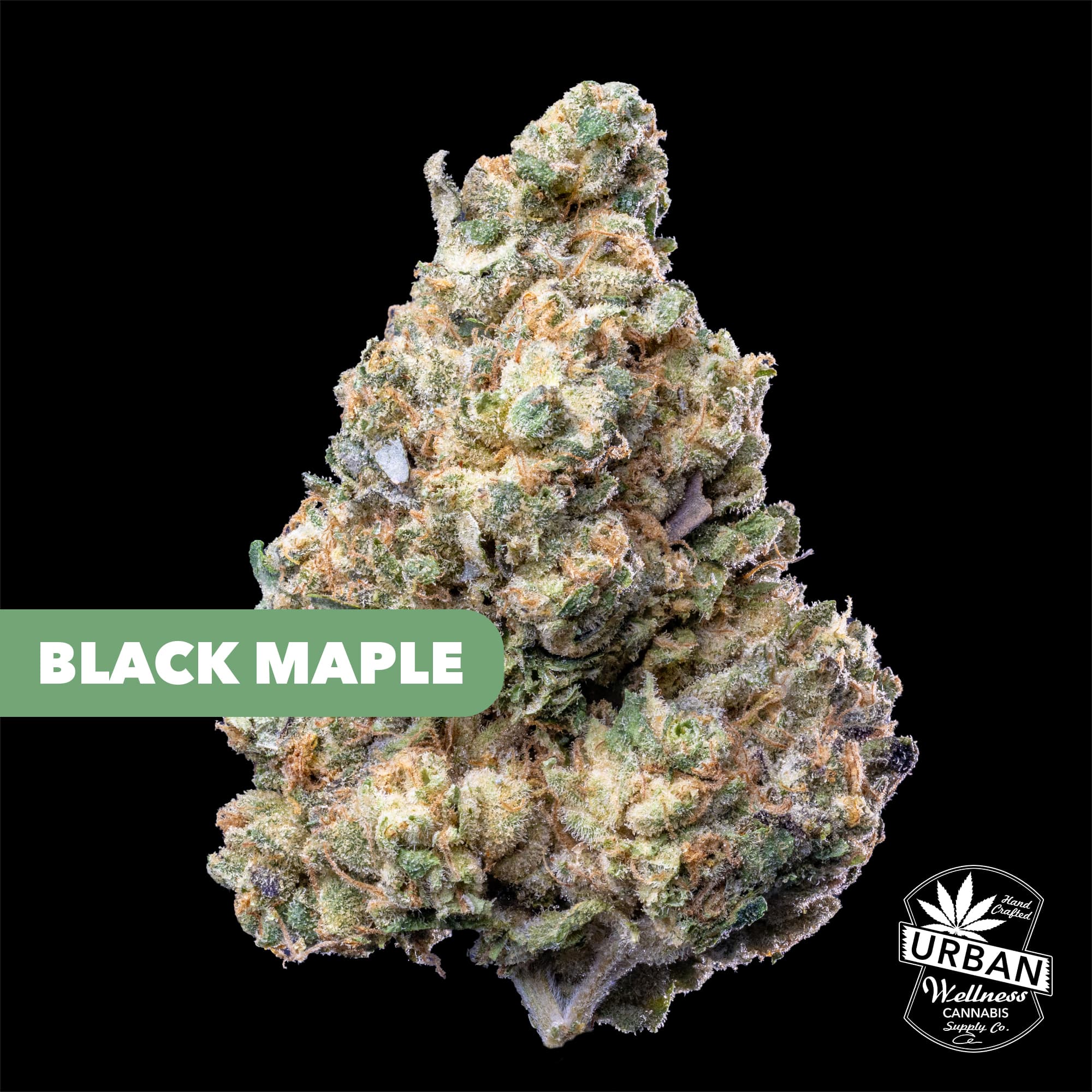 Urban Wellness Black Maple