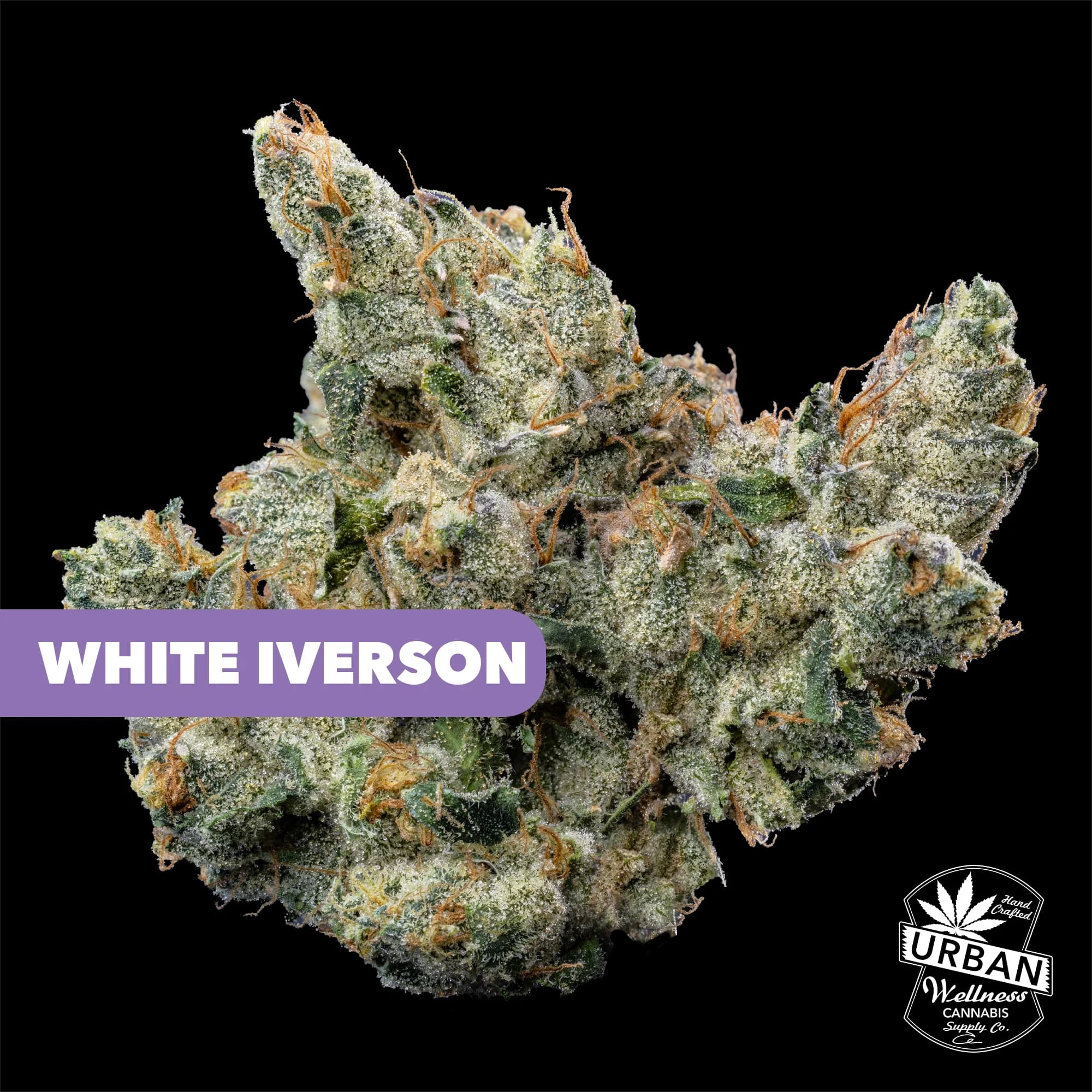 Urban Wellness White Iverson