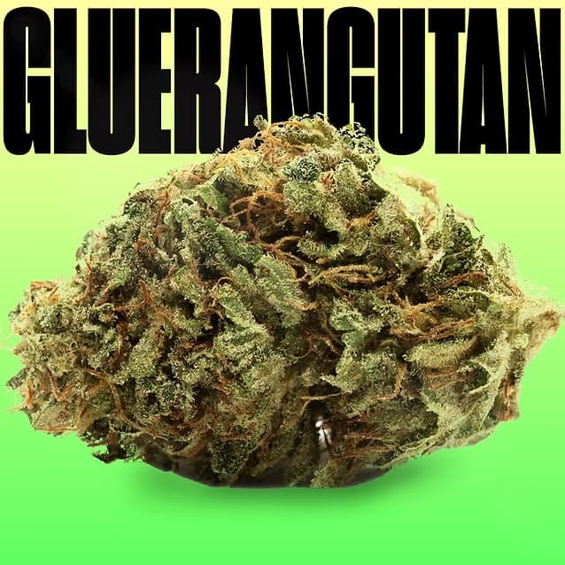 GOOD BUDS COMPANY Good Buds Gluerangutan Smalls / 3.5g / Hybrid