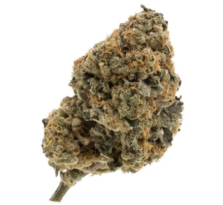 FIGR Kandy Cake - FIGR - Dried Flower