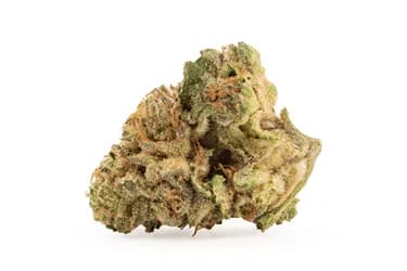 Good Supply Neon Lotus - Good Supply - Dried Flower