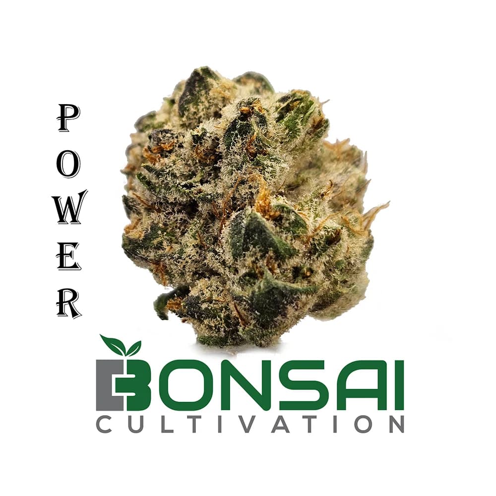 Bonsai Cultivation Blue Limon