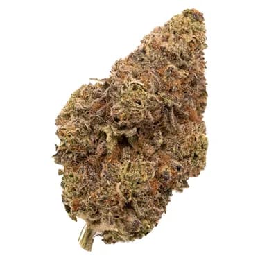 FIGR Chatty Kathy - FIGR - Dried Flower