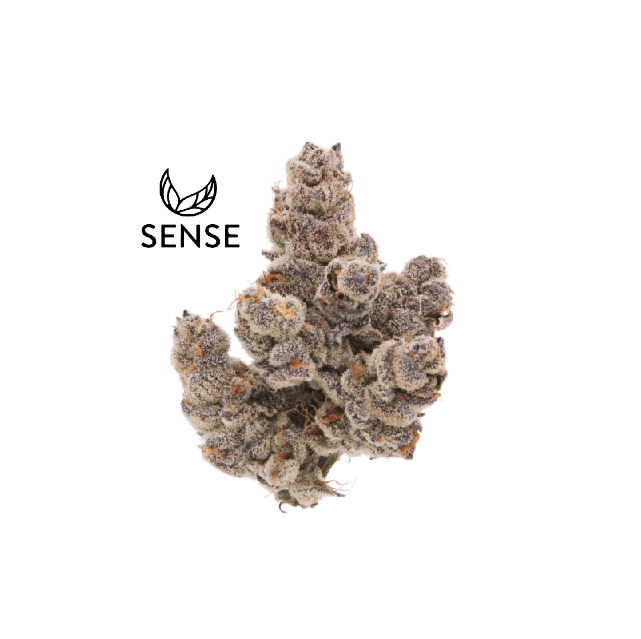 Sense PIESCREAM 3.5G