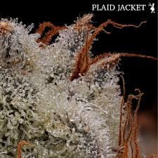 Plaid Jacket Flower
