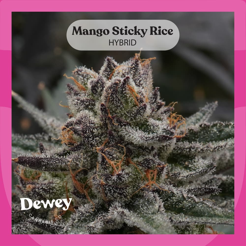 Dewey Cannabis Co. Mango Sticky Rice