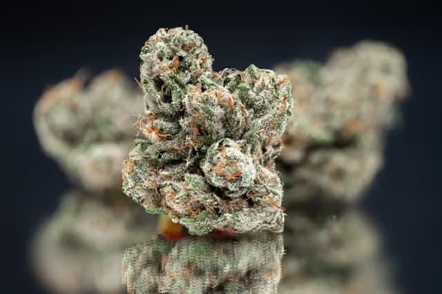 Nameless Genetics Mega Wellness OG 3.5G