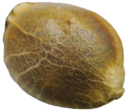 erbaceous