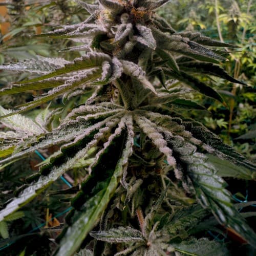 Avitas Limonada