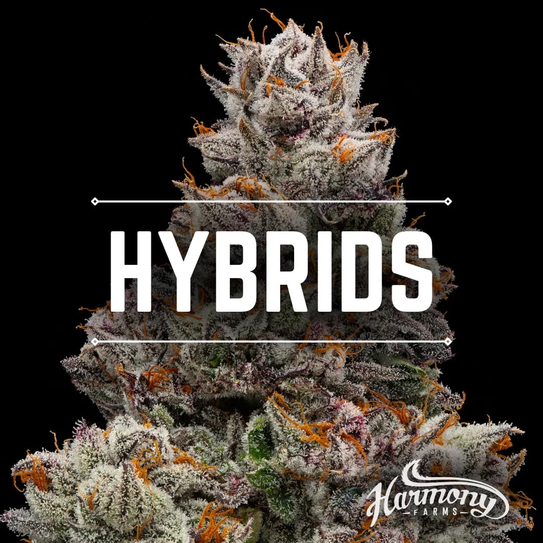 Harmony Farms Ga$ Mintz