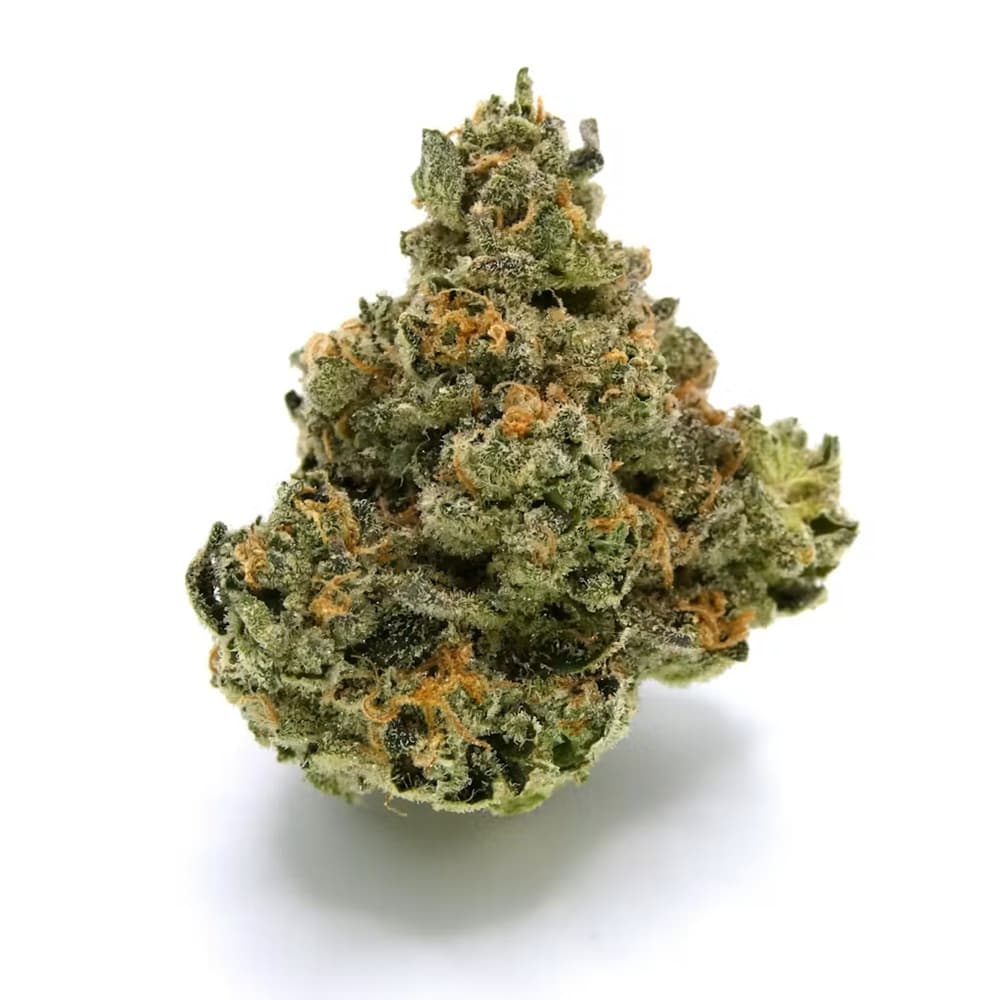 Avitas Boofy