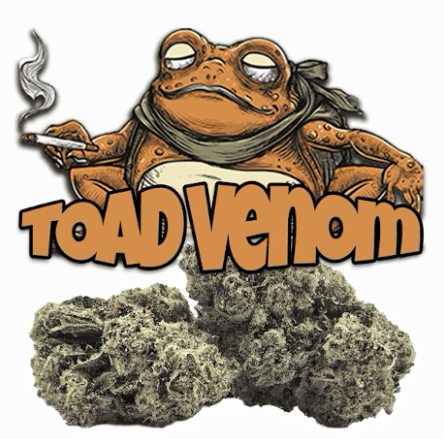 Green Dragon - CO