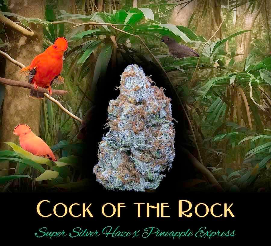 Deaux Cock-Of-The-Rock