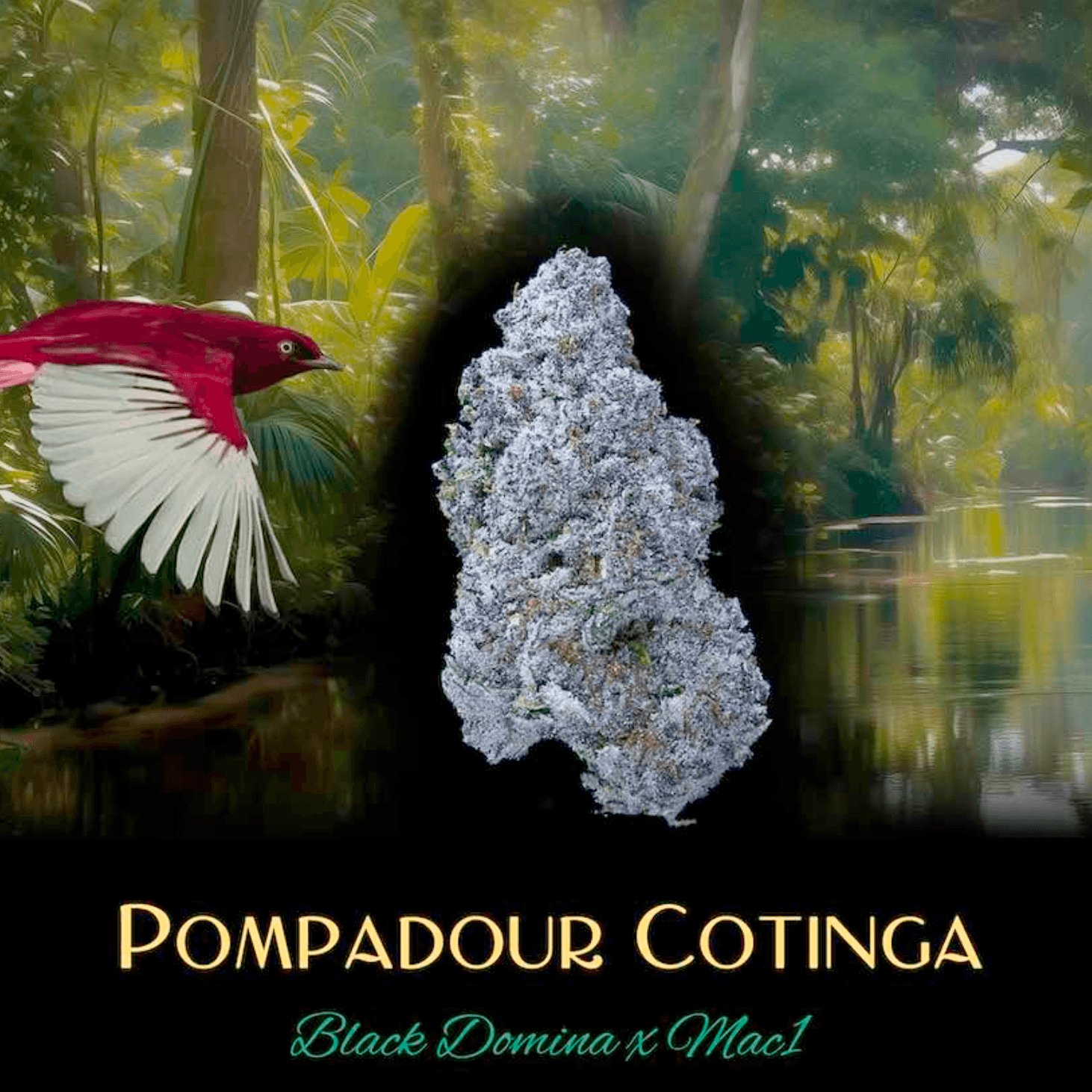 Deaux Pompadour Cotinga