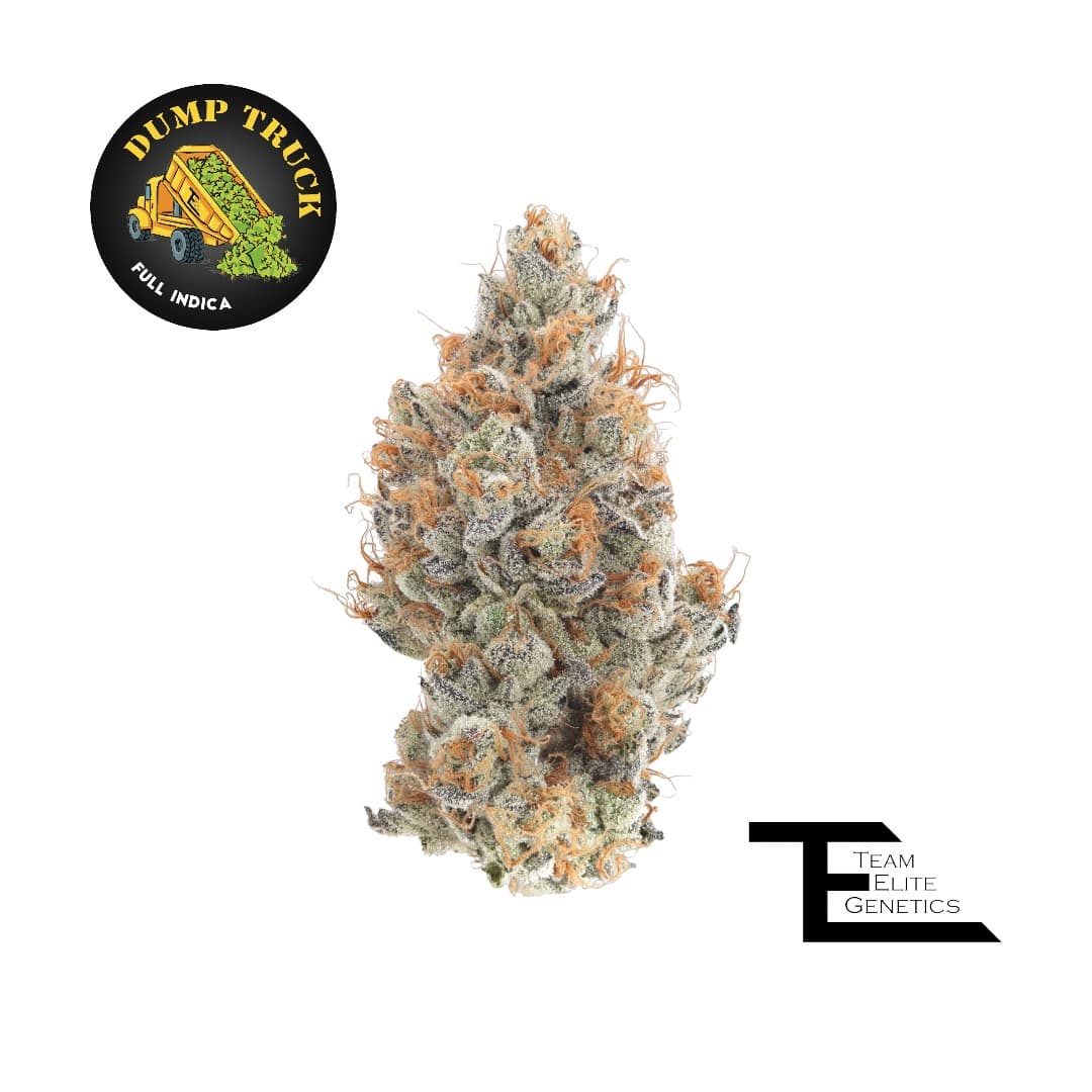 Team Elite Genetics Dump Truck 3.5G