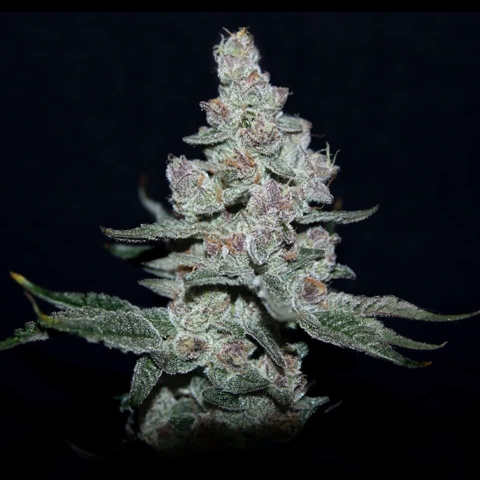 Bondi Farms Platinum Cream Cake- 1g- Bondi Farms